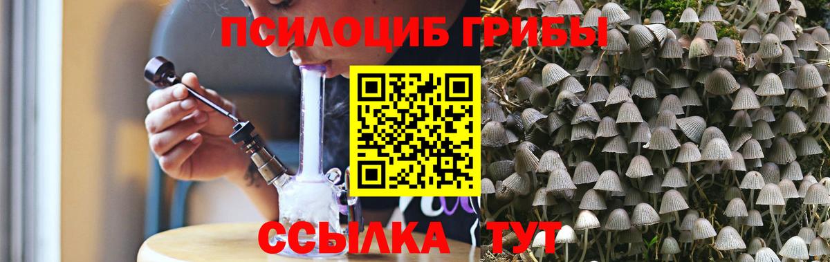 Псилоцибиновые грибы Psilocybe Чистополь